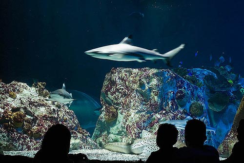 Sea Life Benalmádena, Málaga