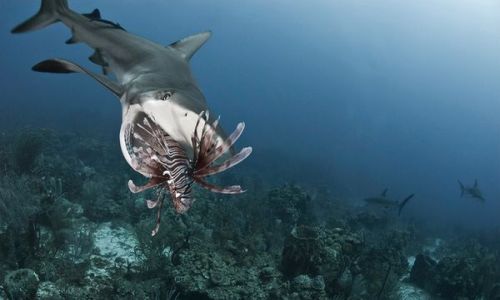 Dormir con tiburones en el Museo Marítimo del Cantábrico