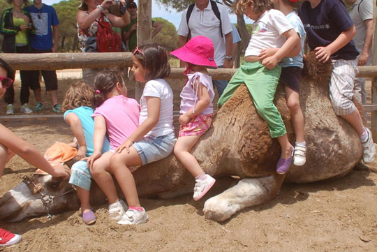 Paseos en camello por Doñana