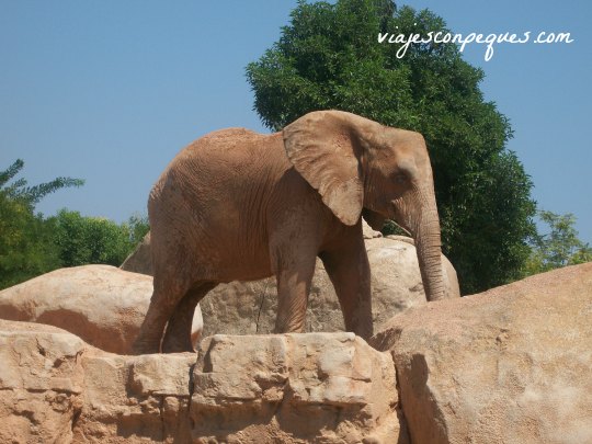 Un día en el Bioparc de Valencia