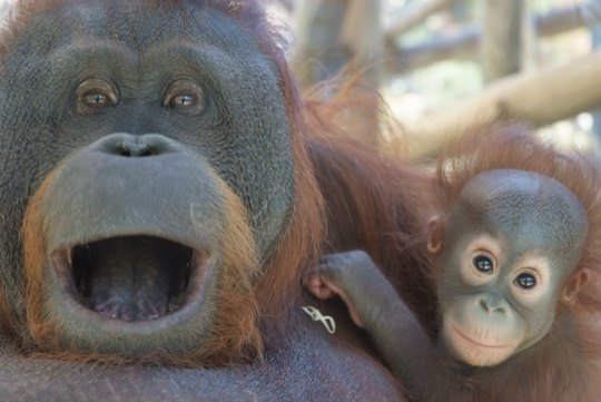 zoo-barcelona-2