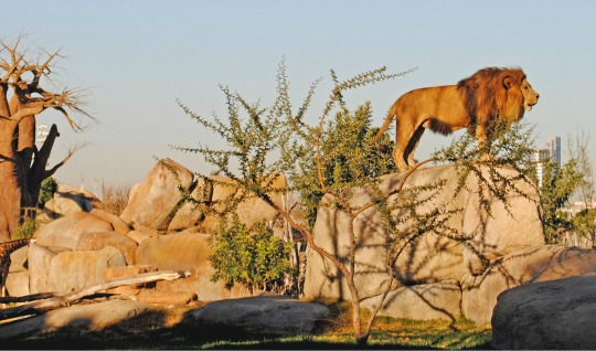 Bioparc Valencia-4