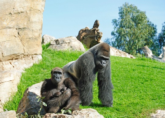 Bioparc – Valencia «Animalada»