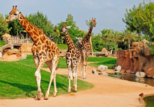 Bioparc Valencia 4