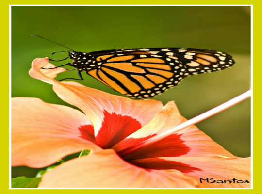 mariposario benalmadena 2