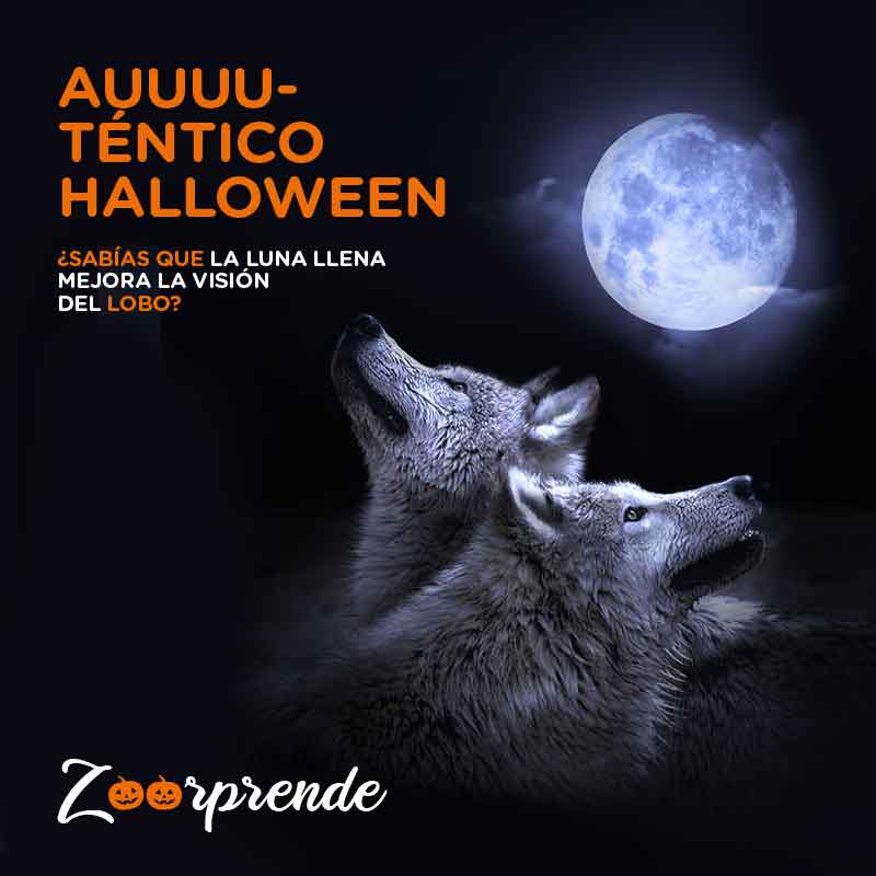 Halloween en Zoo Aquarium Madrid 2019